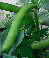 Fava Bean.jpg